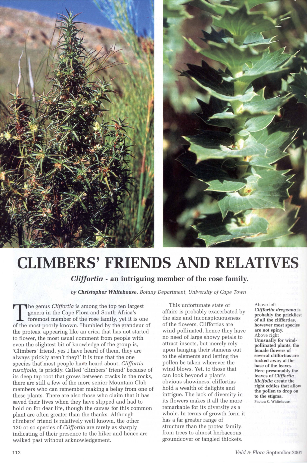 CLIMBERS' FRIENDS and RELATIVES Cliffortia - an Intriguing Member Ofthe Rose Family