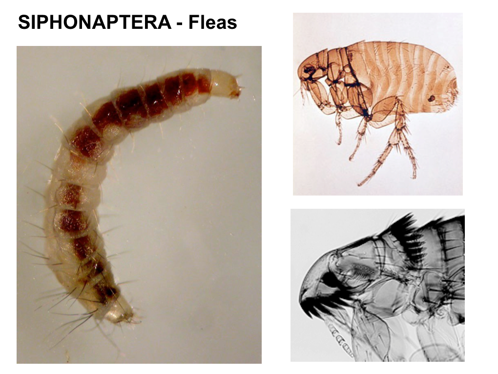 SIPHONAPTERA - Fleas SIPHONAPTERA - Fleas