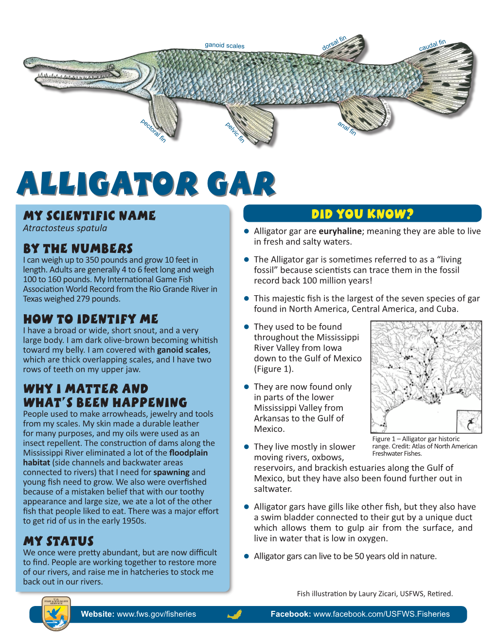 Alligator Gar My Scientific Name Did You Know? Atractosteus Spatula Zzalligator Gar Are Euryhaline; Meaning They Are Able to Live in Fresh and Salty Waters