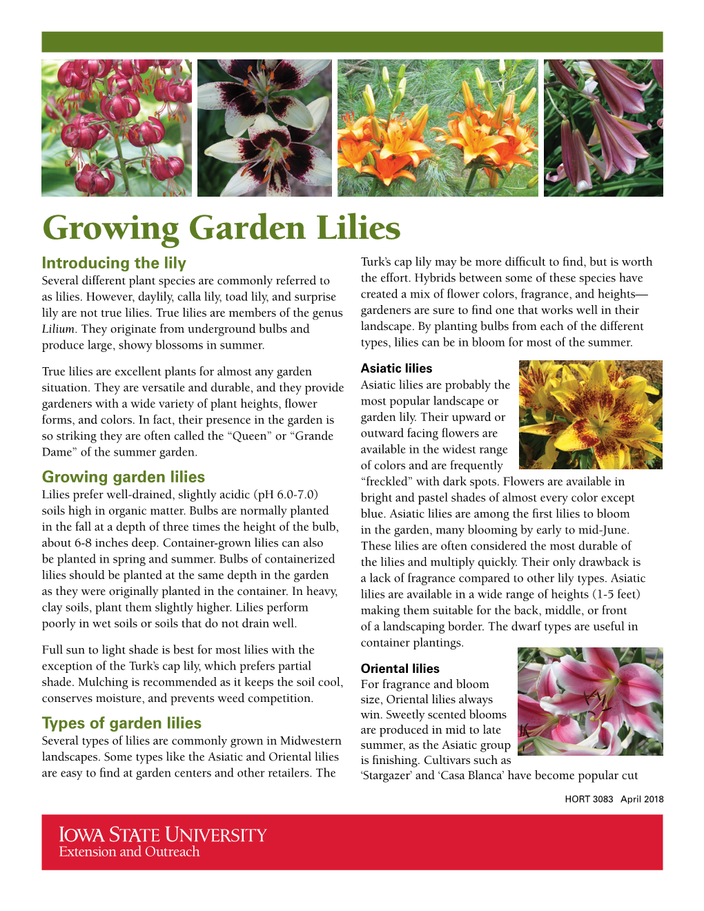 Growing Garden Lilies