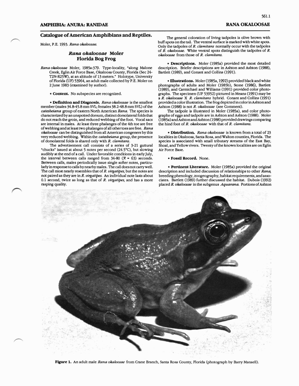 Catalogue of American Amphibians and Reptiles. Rana Okaloosae