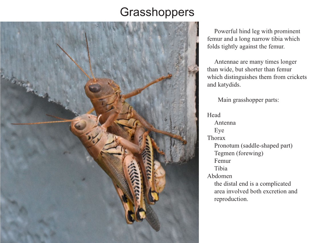 Grasshoppers