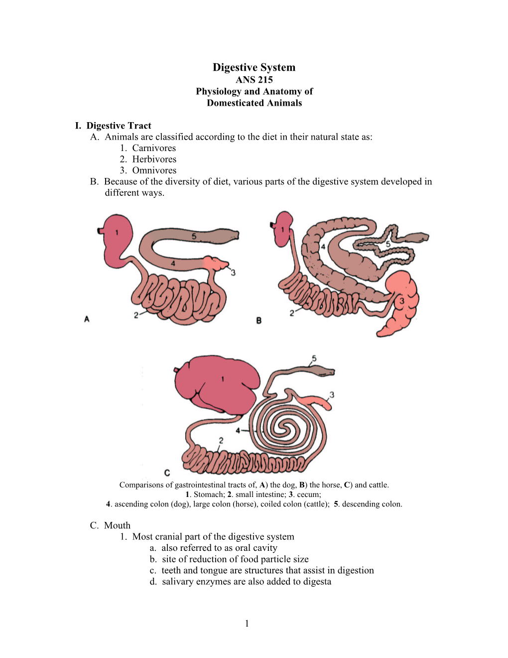 Digestive System ANS 215 Physiology and Anatomy of Domesticated Animals