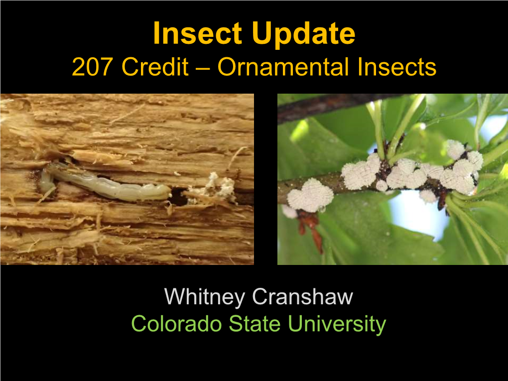 Insect Update 207 Credit – Ornamental Insects