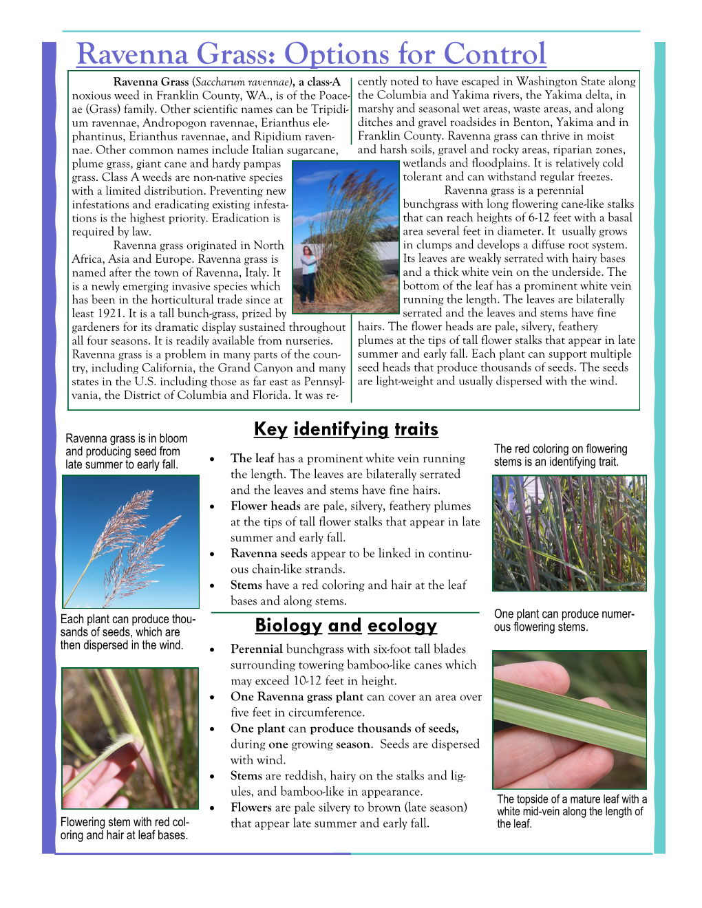 Ravenna Grass: Options for Control