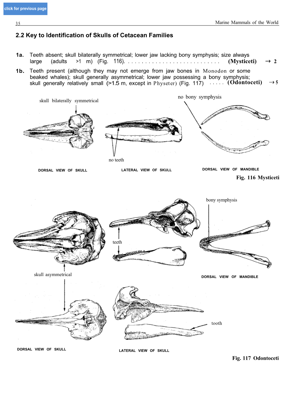 2.2 Key to Identification of Skulls of Cetacean Families Large (Adults &gt;1