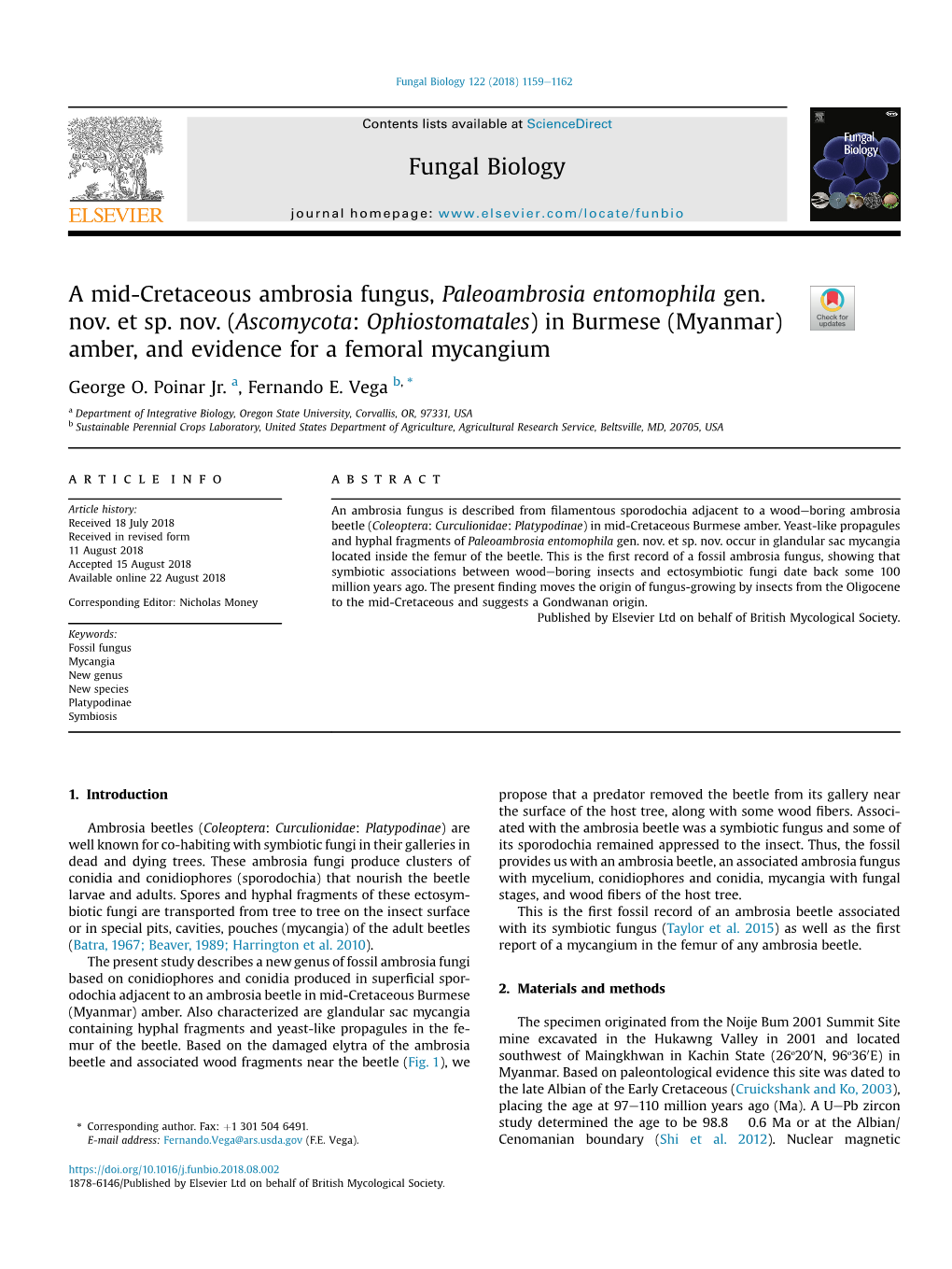 (Ascomycota: Ophiostomatales) in Burmese (Myanmar) Amber, and Evidence for a Femoral Mycangium