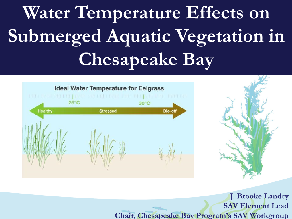 Water Temperature Effects on Submerged Aquatic Vegetation in Chesapeake Bay