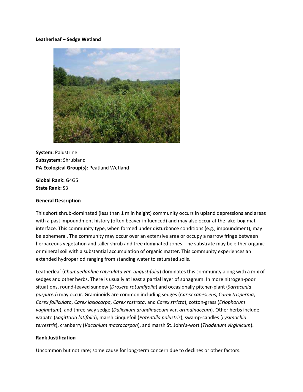 Leatherleaf – Sedge Wetland System