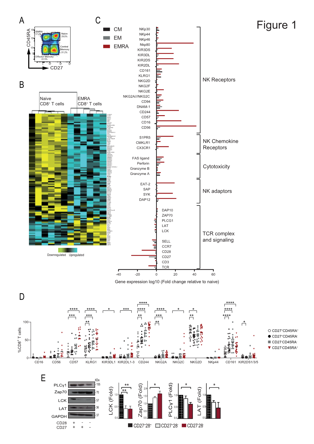 Figure 1 EMRA CM 17.4% Naive Nkp44 29.0% 4 10 EM Nkp46