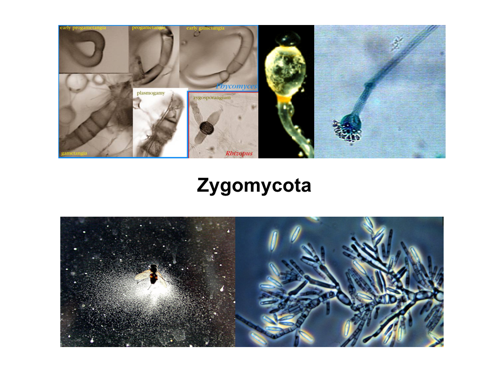 Zygomycota Zygomycota About 1%, ~ 1000 Species of the Named Species of True Fungi