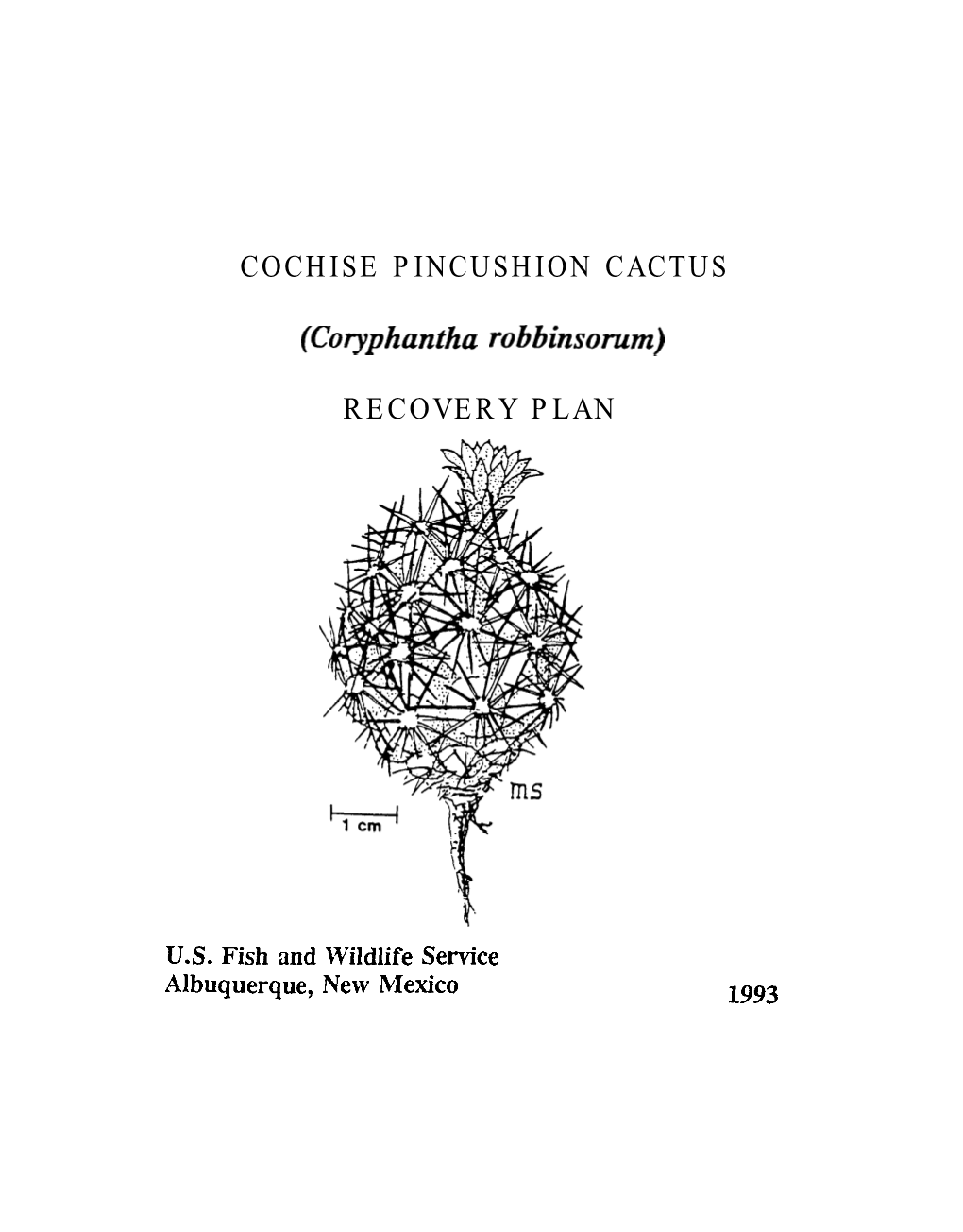 Coryphantha Robbinsorum