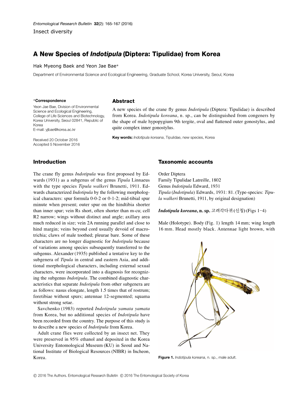 A New Species of Indotipula (Diptera: Tipulidae) from Korea