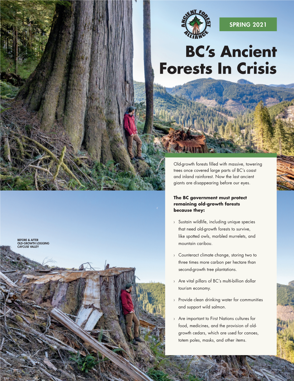 BC's Ancient Forests in Crisis