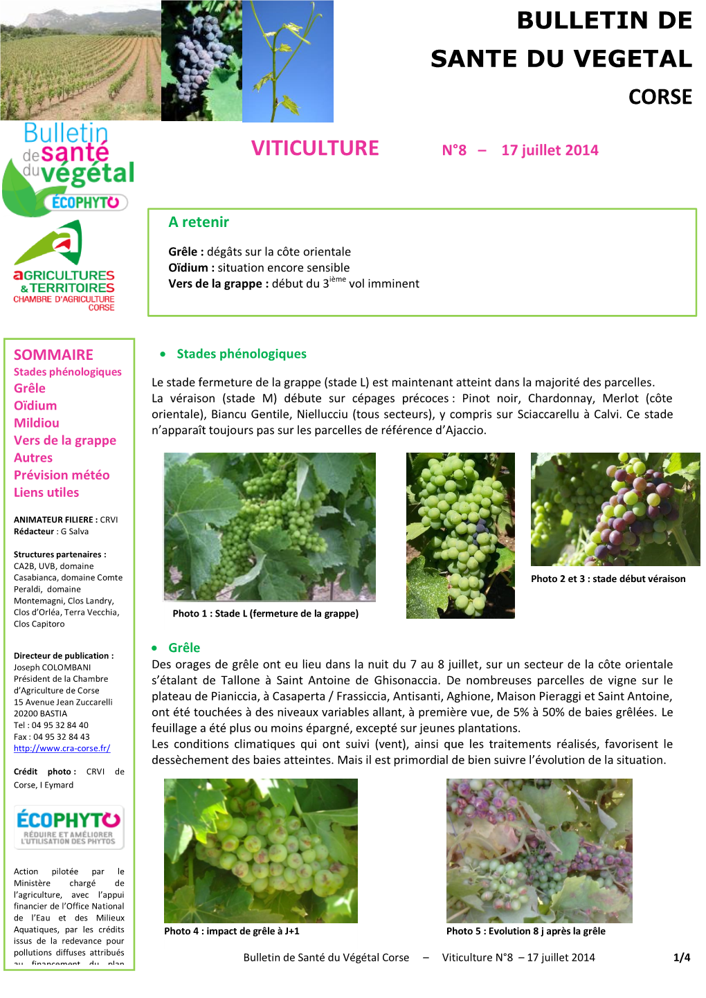 Viticulture Bulletin De Sante Du Vegetal Corse