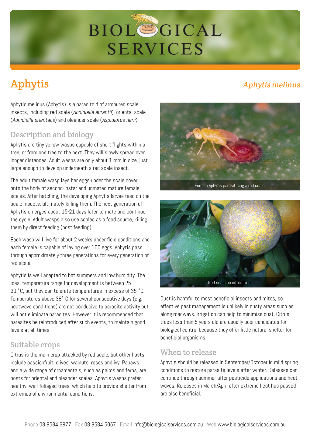 Aphytis Melinus Information Sheet