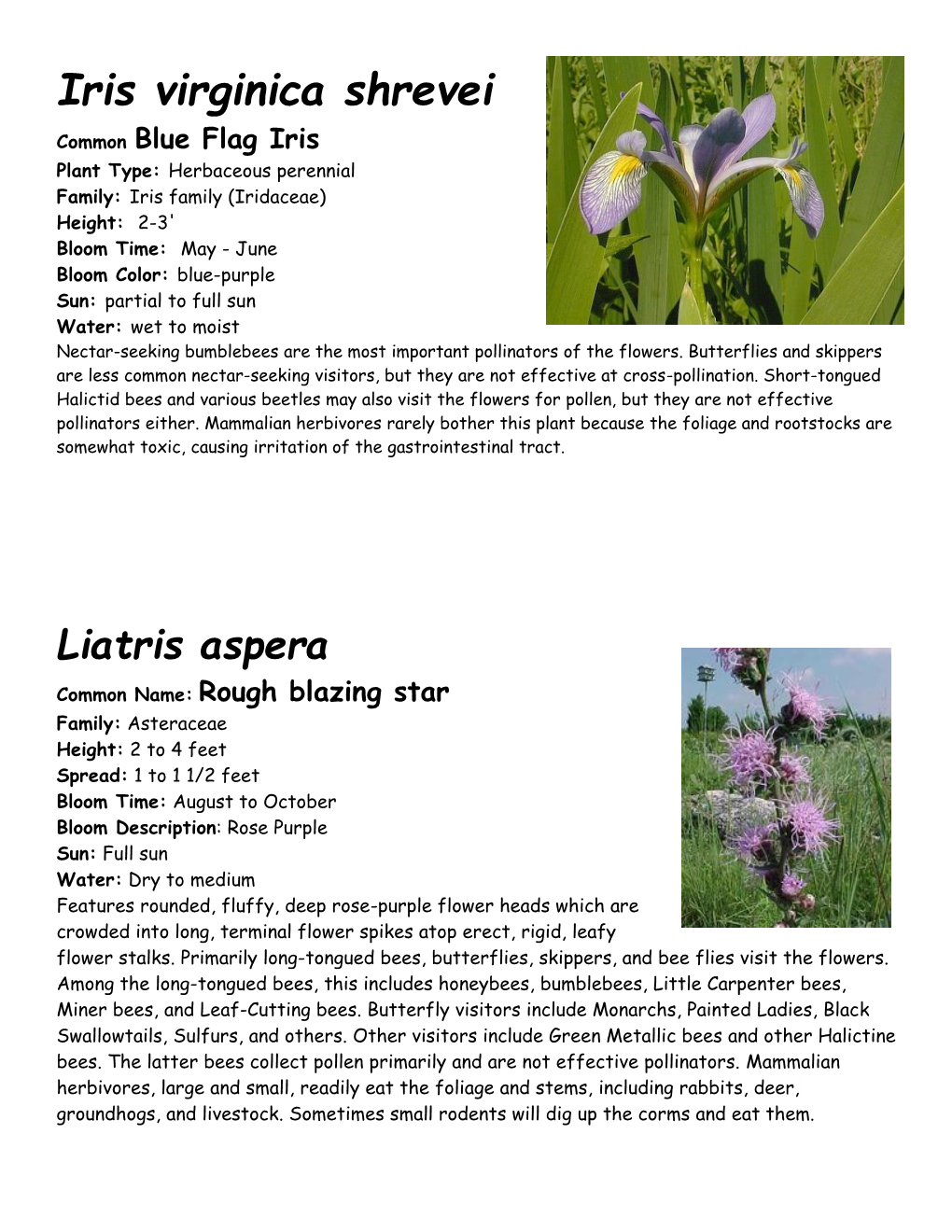 Blue Flag Iris to Virginia Mountain Mint.Pdf