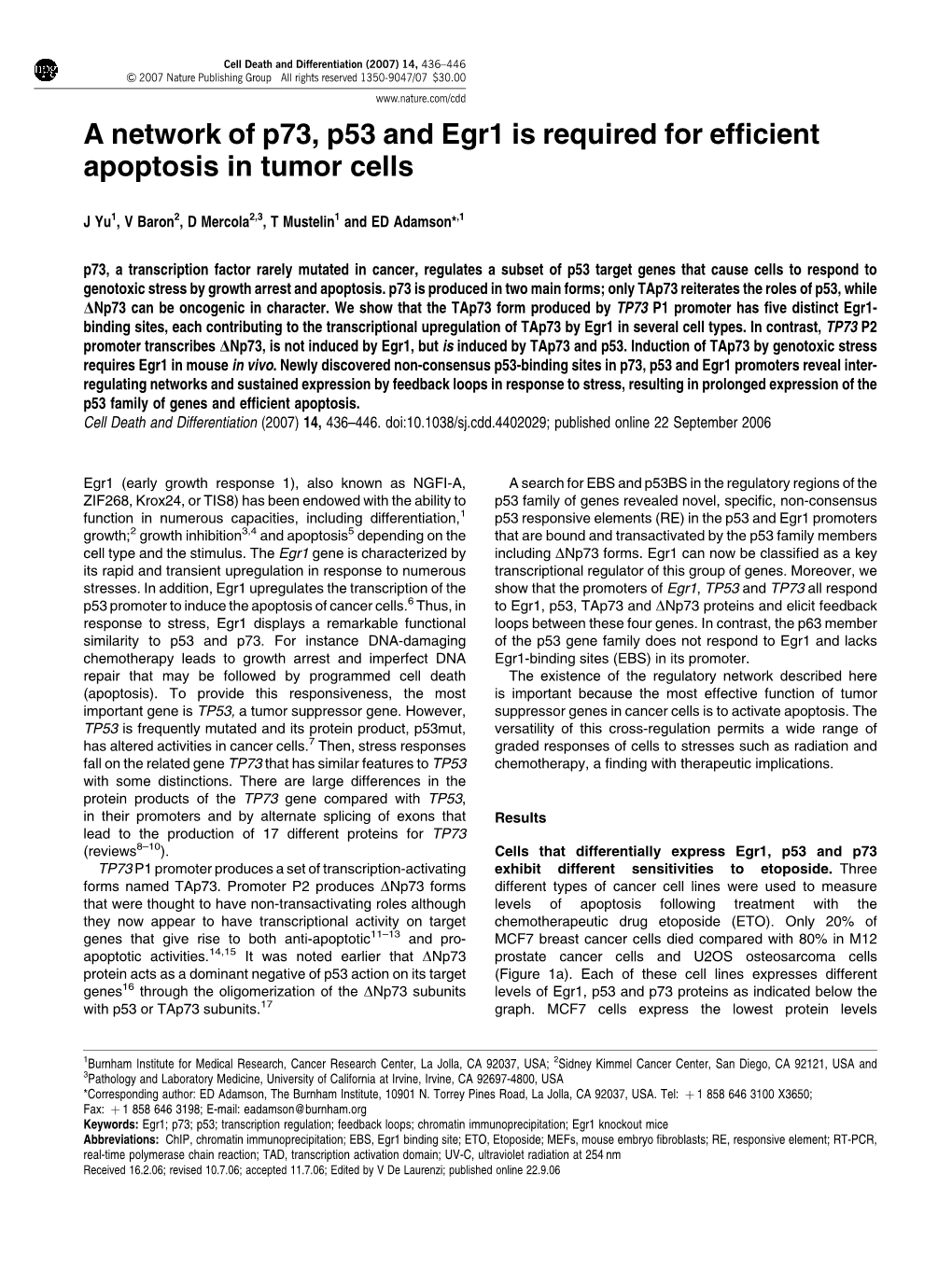 A Network of P73, P53 and Egr1 Is Required for Efficient Apoptosis In