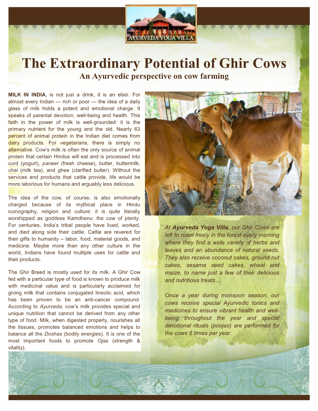 The Extraordinary Potential of Ghir Cows an Ayurvedic Perspective on Cow Farming