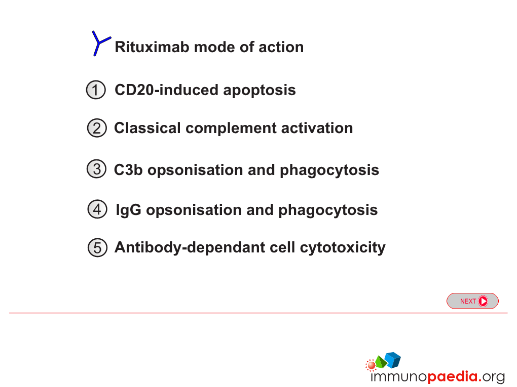 Rituximab Mode of Action CD20-Induced Apoptosis Classical