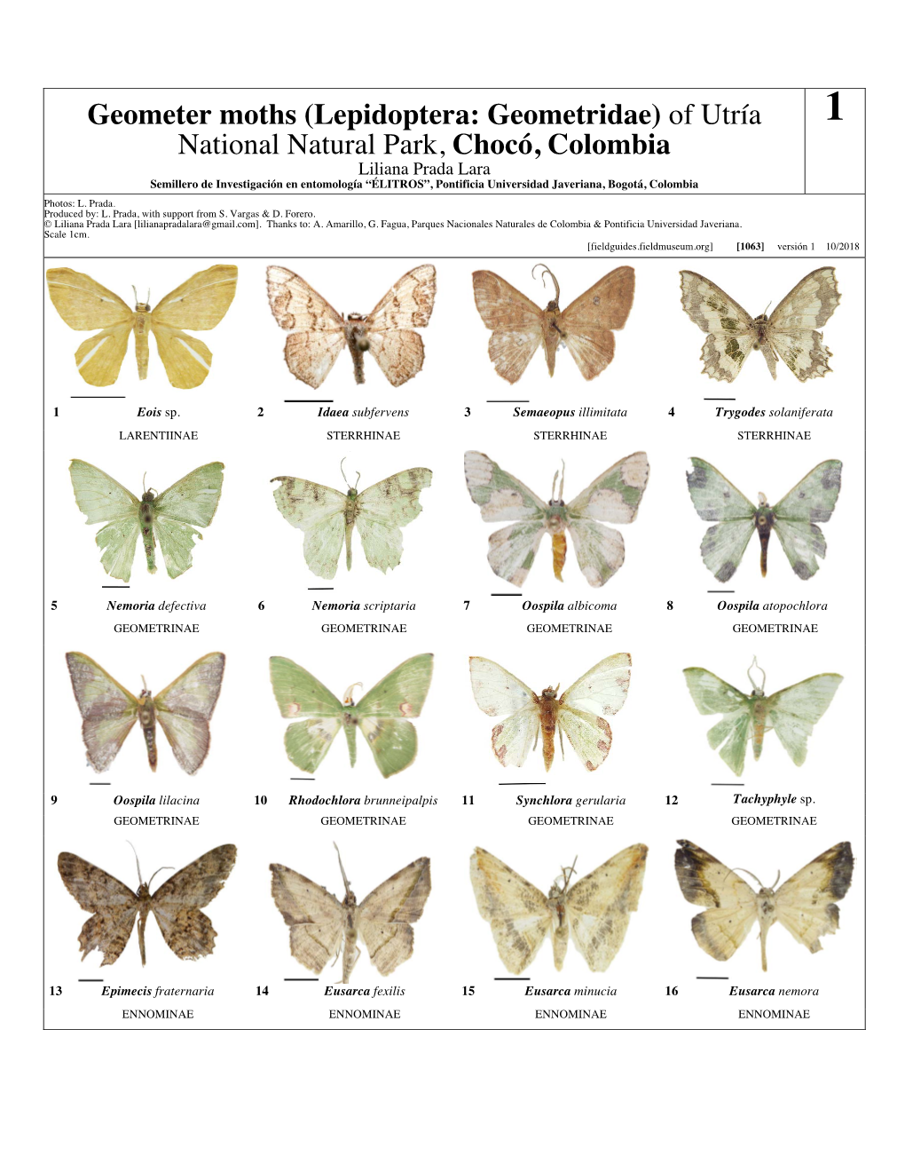 Geometer Moths (Lepidoptera: Geometridae)