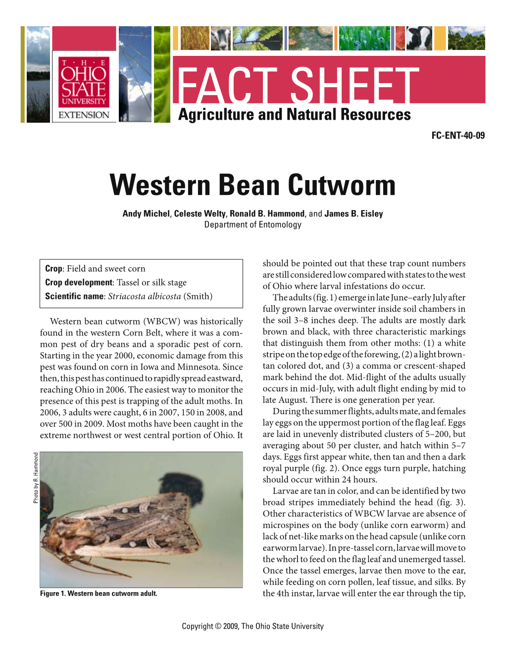 Western Bean Cutworm Factsheet