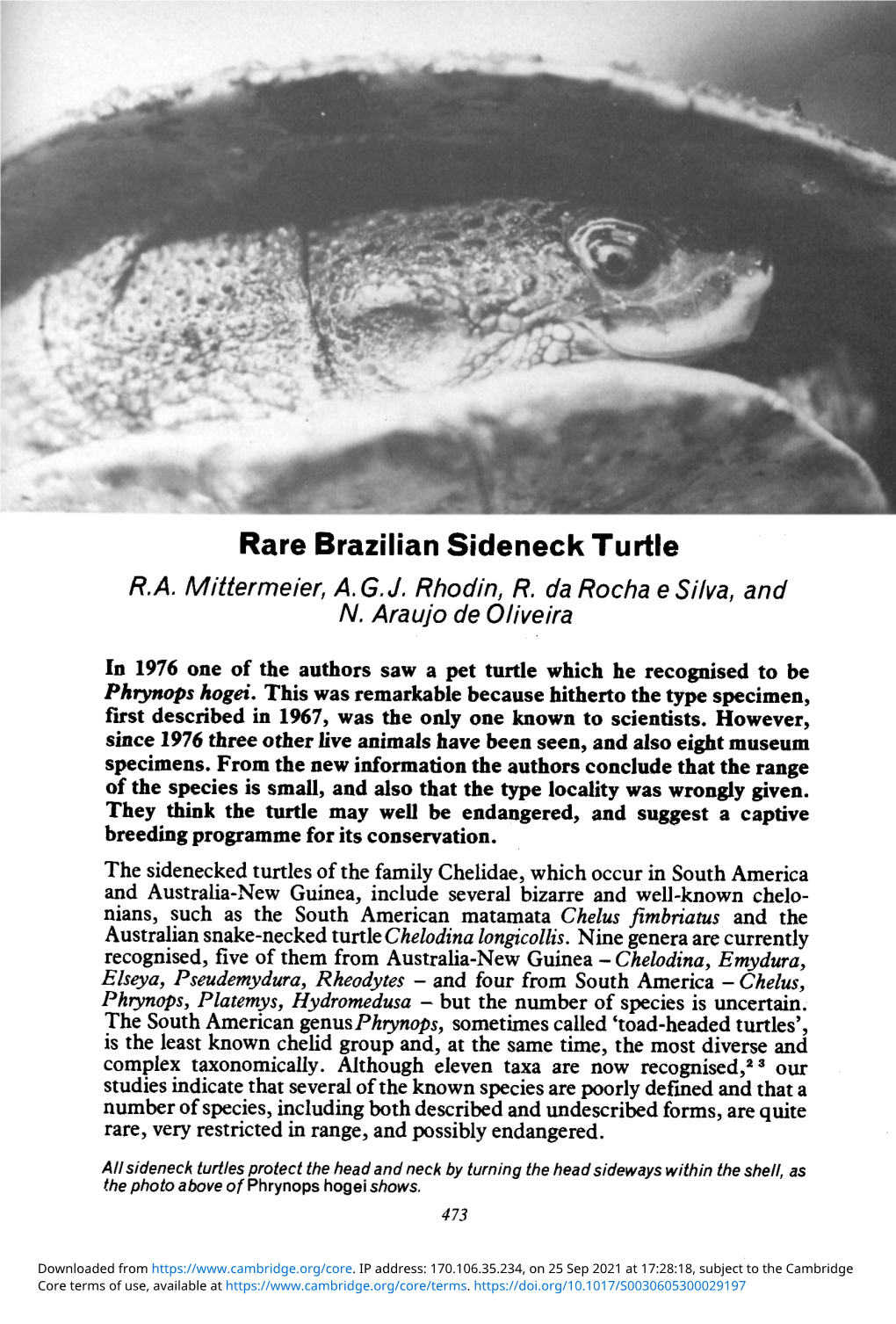 Rare Brazilian Sideneck Turtle R.A