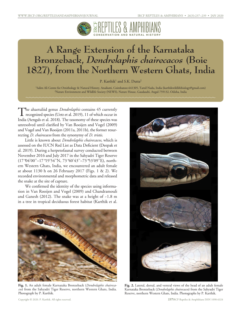 A Range Extension of the Karnataka Bronzeback, Dendrelaphis