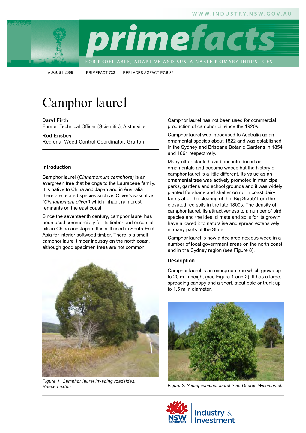 Camphor Laurel