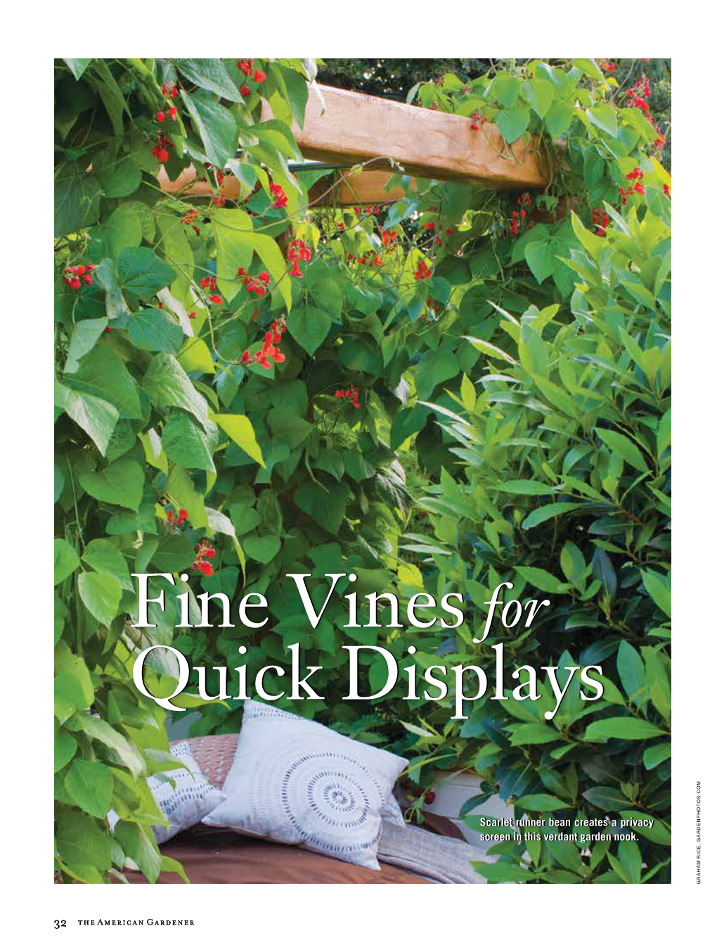 Fine Vines for Quick Displays Fine