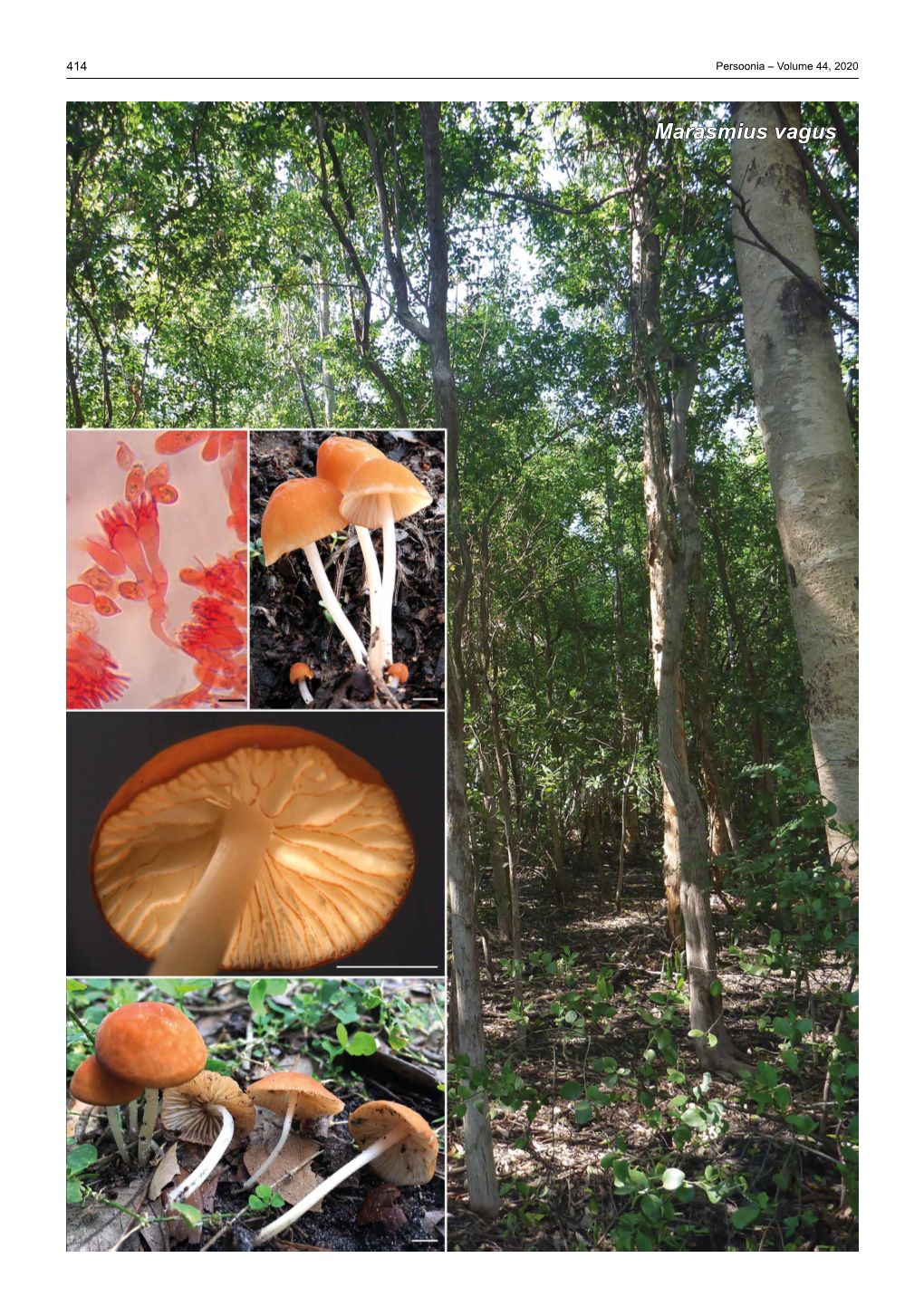 Marasmius Vagus Fungal Planet Description Sheets 415