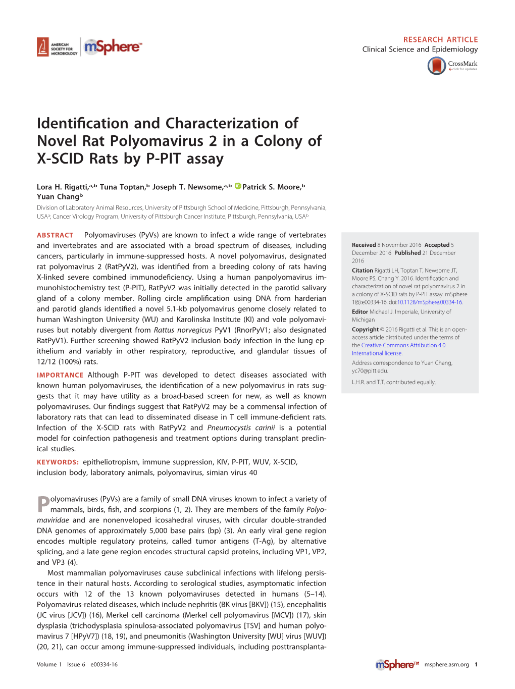 Identification and Characterization of Novel Rat Polyomavirus 2 in A