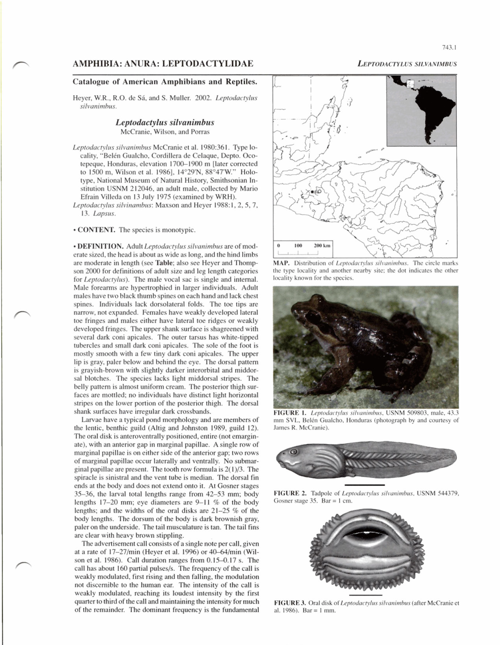 ANURA: LEPTODACTYLIDAE Leptodactylus Silvanimbus