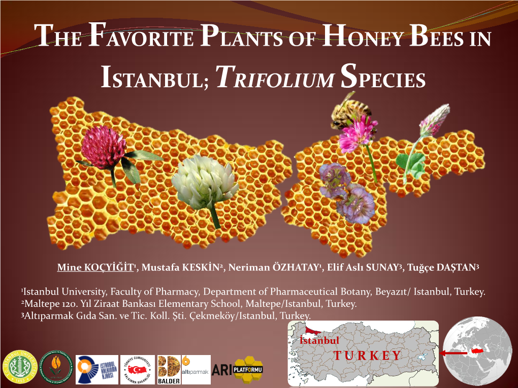 The Favorite Plants of Honey Bees in Istanbul; Trifolium Species