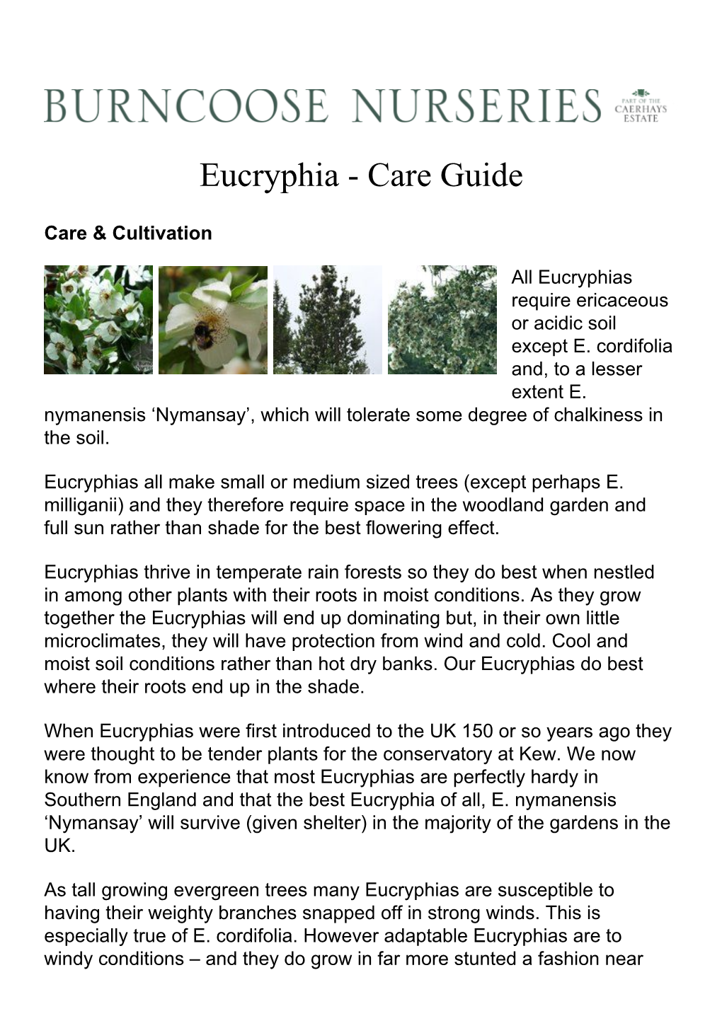 Eucryphia - Care Guide