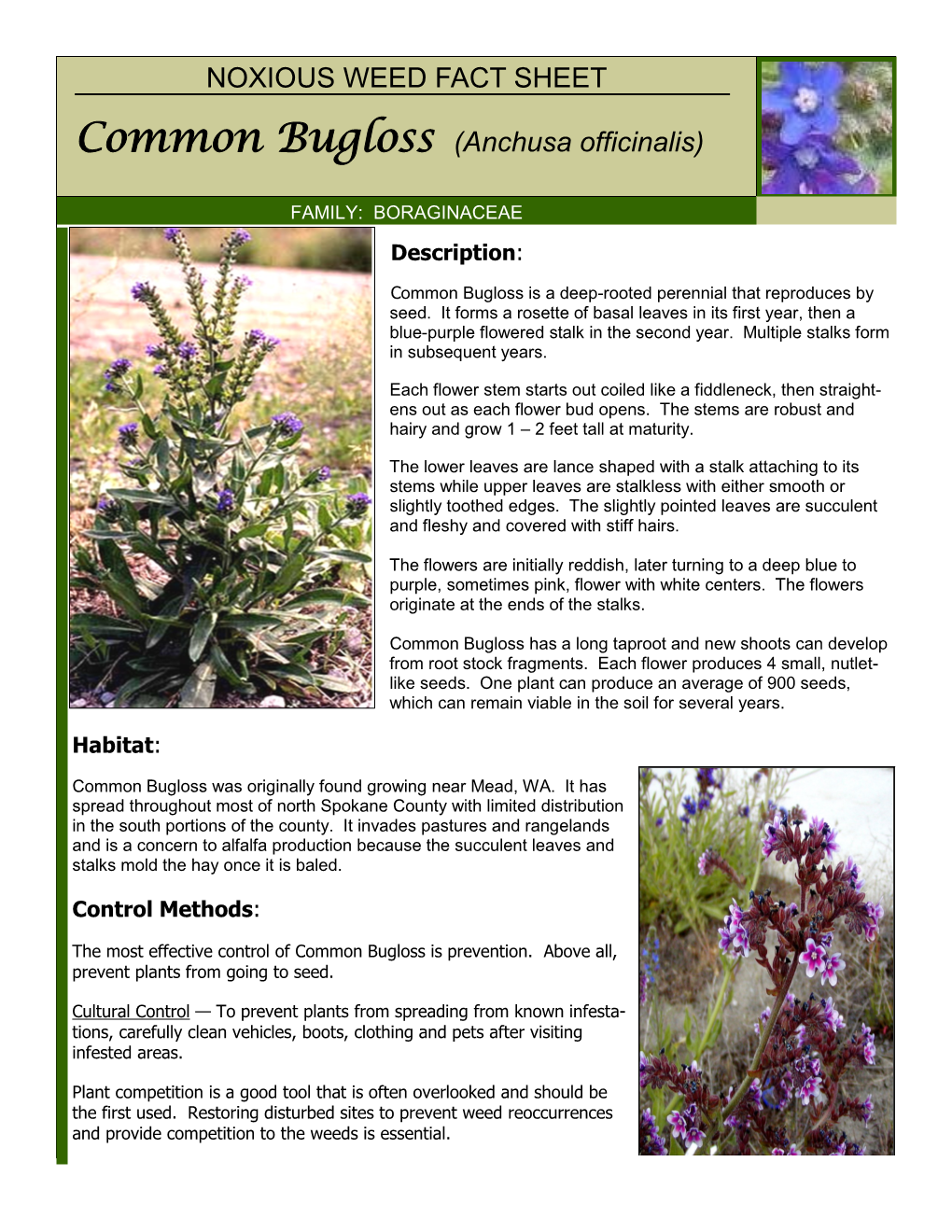 NOXIOUS WEED FACT SHEET Common Bugloss (Anchusa