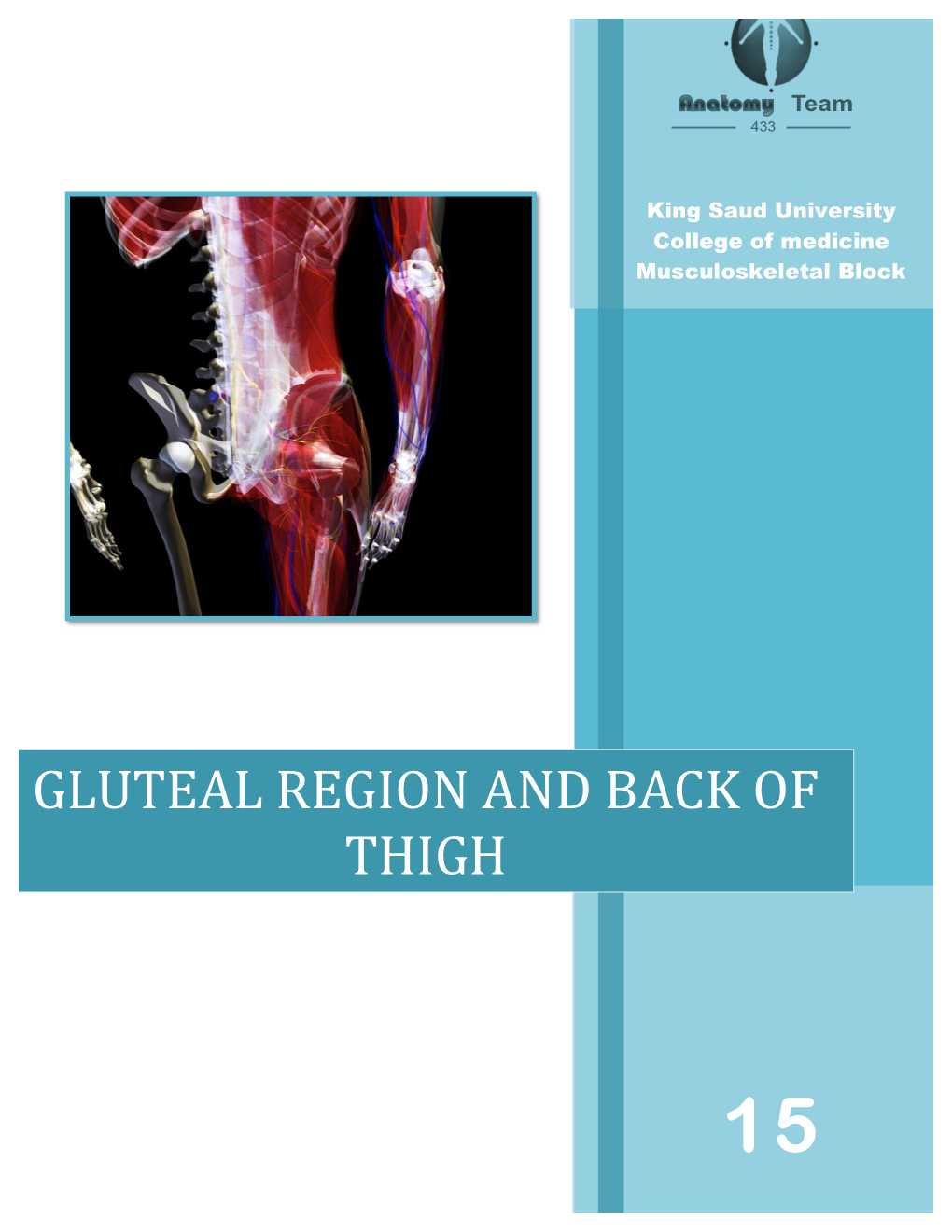 GLUTEAL REGION and BACK of THIGH Mind Map