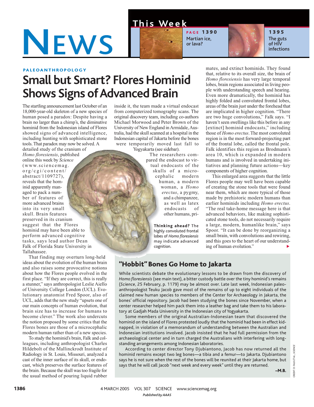 Small but Smart? Flores Hominid Shows Signs of Advanced Brain