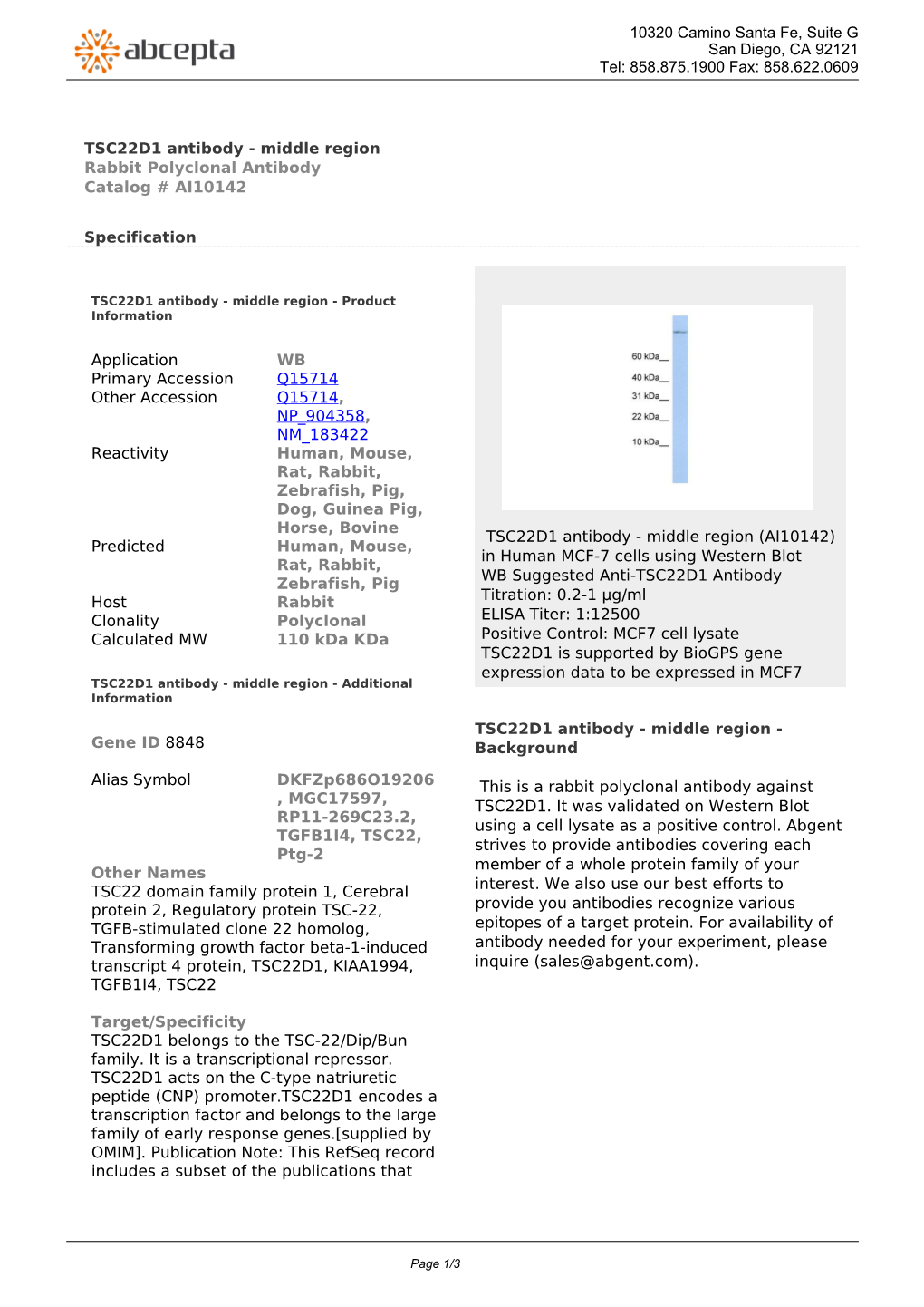 TSC22D1 Antibody - Middle Region Rabbit Polyclonal Antibody Catalog # AI10142