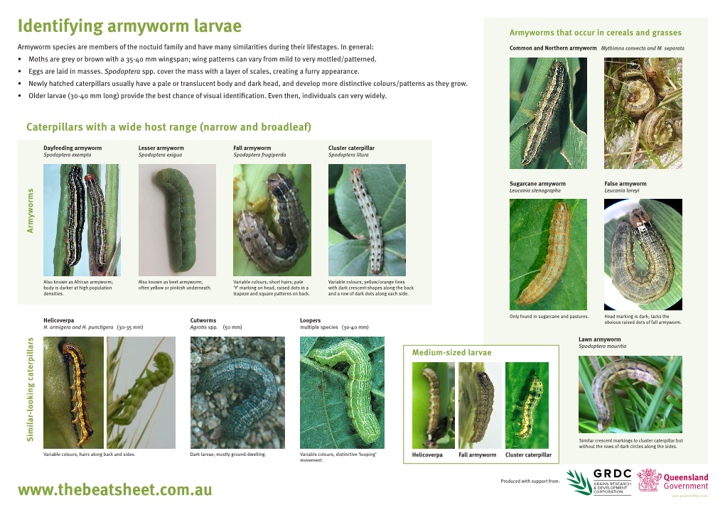 Identifying Armyworm Larvae Armyworms That Occur in Cereals and Grasses