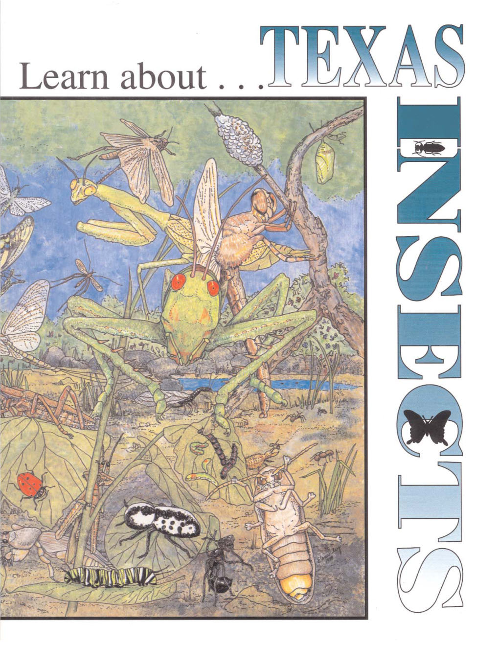 Learn About Texas Insects Activity Book