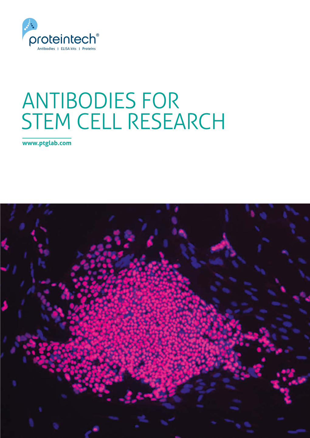 ANTIBODIES for STEM CELL RESEARCH 2 Antibodies for Stem Cell Research