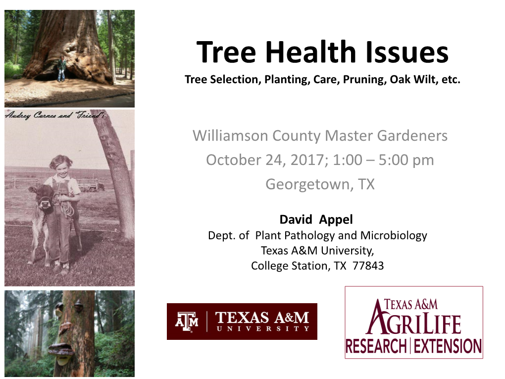 Tree Health Issues Tree Selection, Planting, Care, Pruning, Oak Wilt, Etc