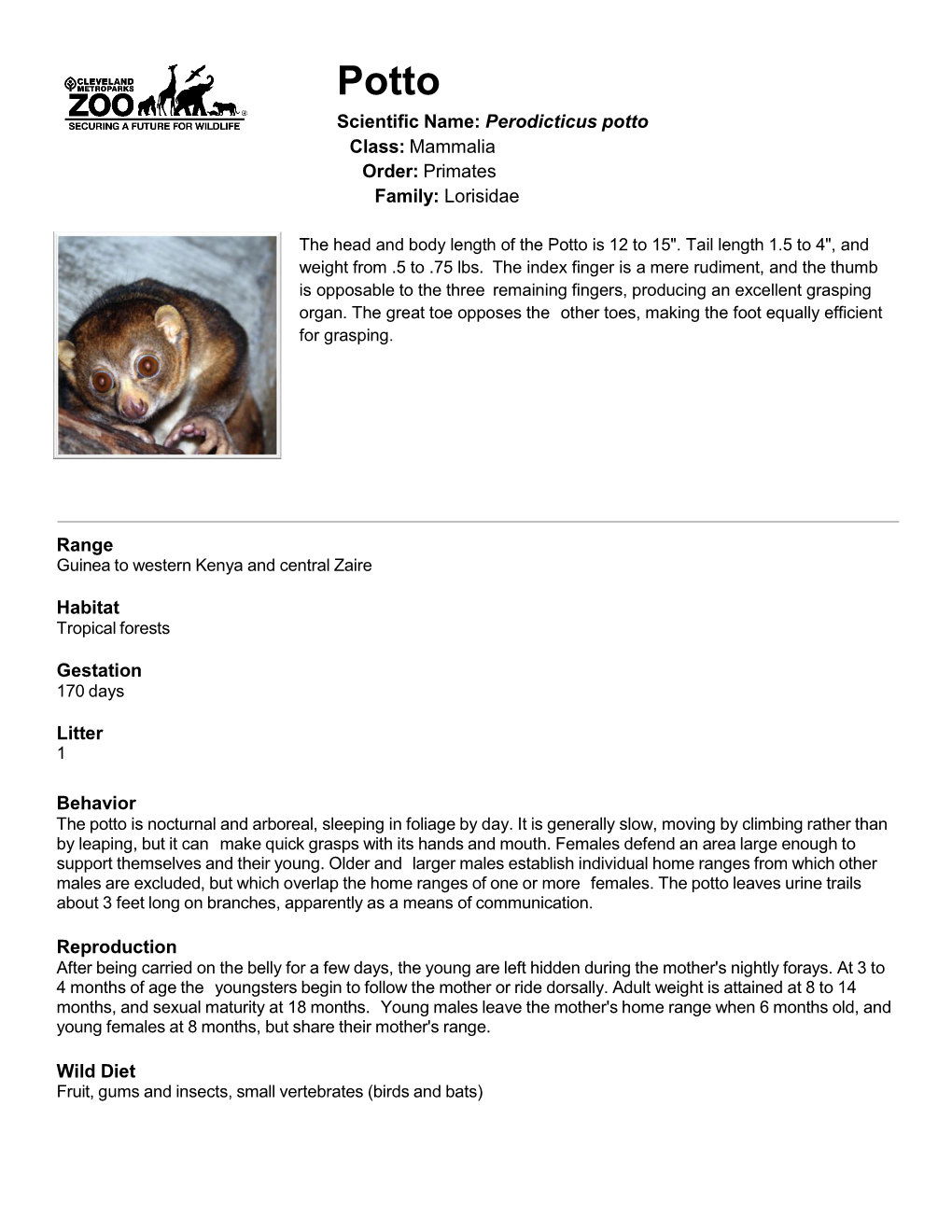 Perodicticus Potto Class: Mammalia Order