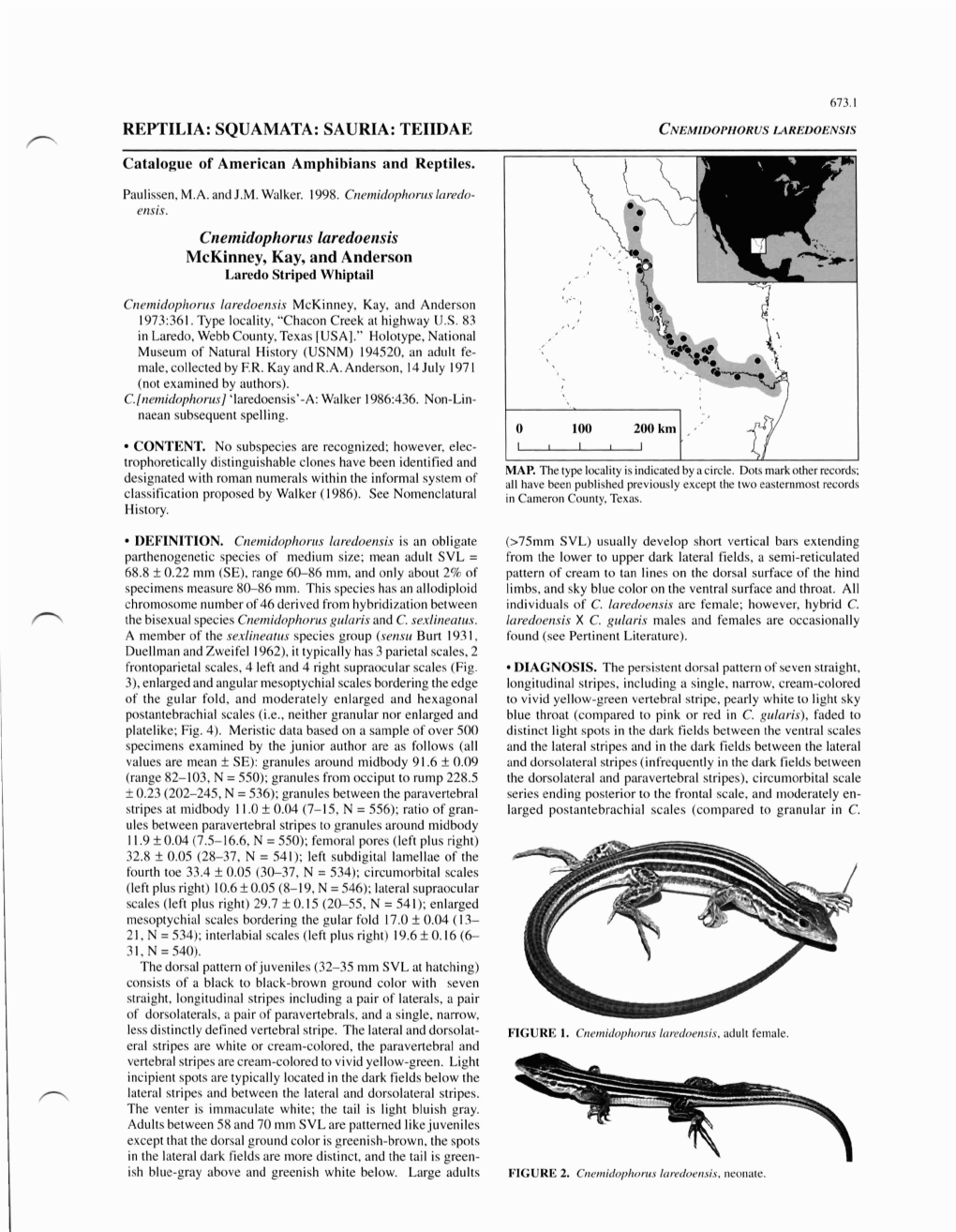 REPTILIA: SQUAMATA: SAURIA: TEIIDAE CNEMIDOPHORUS Cnemidophorus Laredoensis Mckinney, Kay, and Anderson