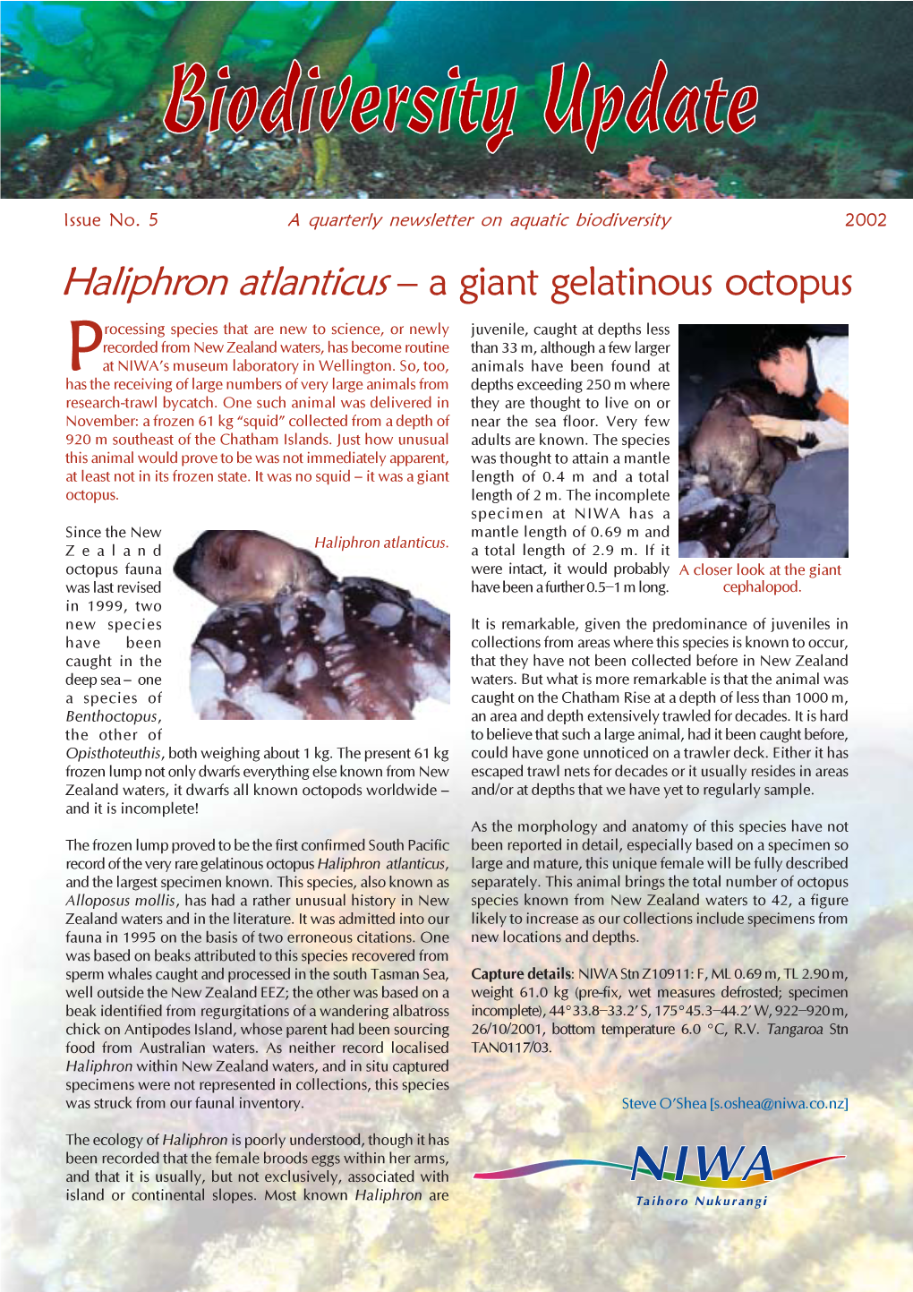 Haliphron Atlanticus – a Giant Gelatinous Octopus