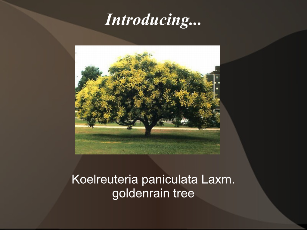 Koelreuteria Paniculata Laxm. Goldenrain Tree