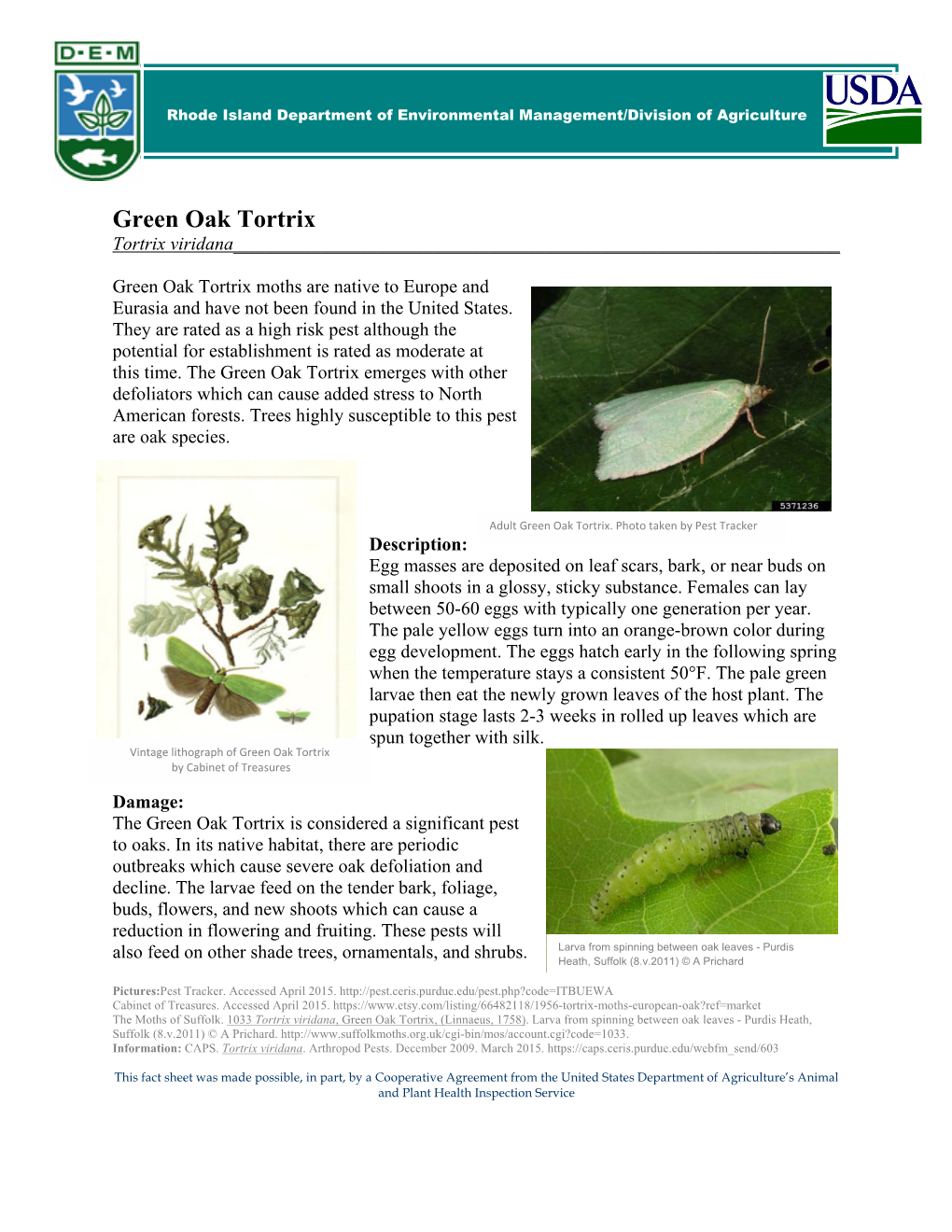 Green Oak Tortrix Moths Are Native to Europe and Eurasia and Have Not Been Found in the United States