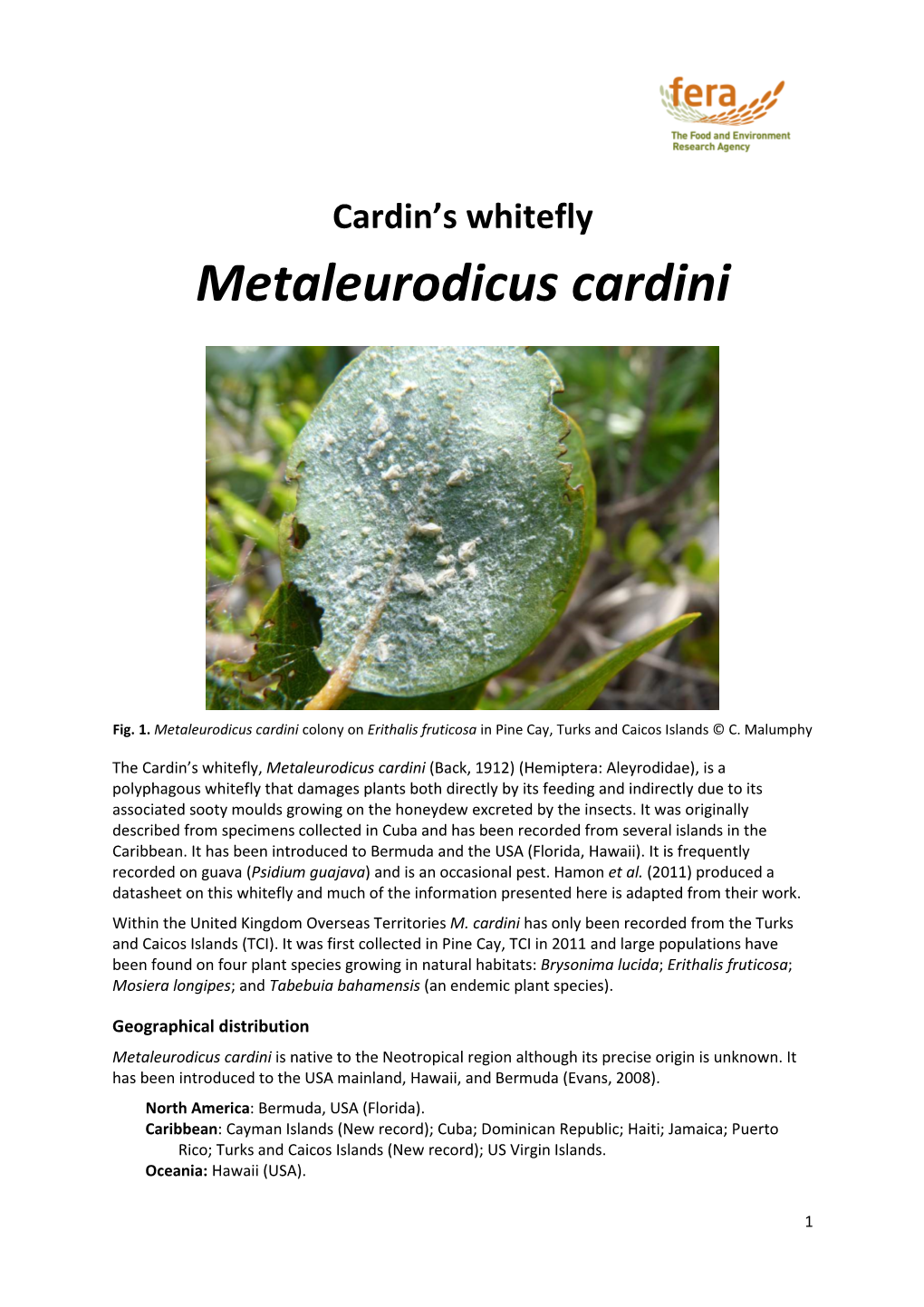 HEM Metaleurodicus Cardini Datasheet V1 13062014