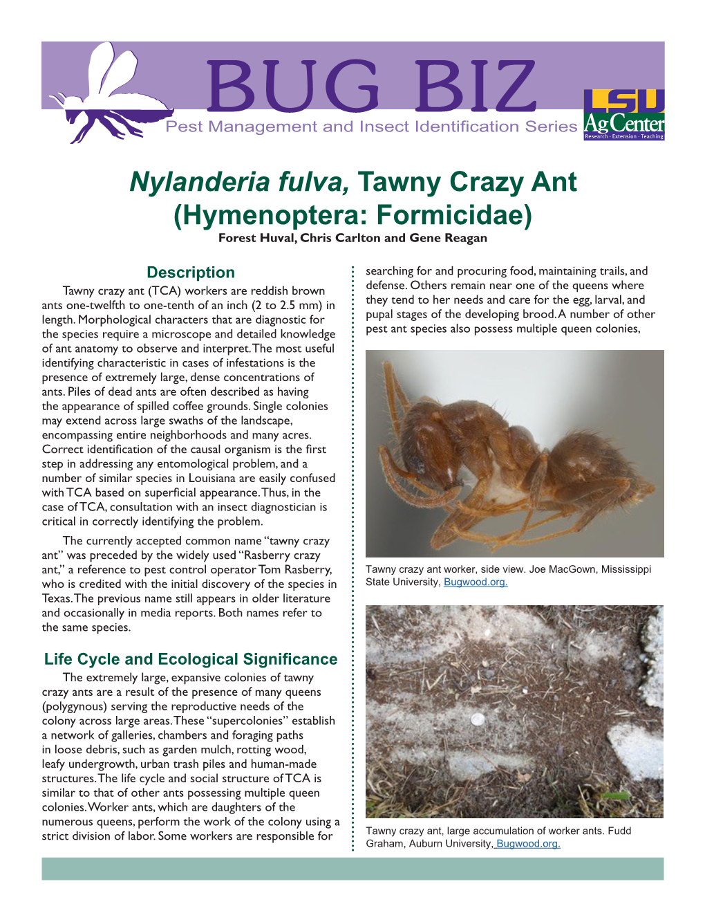 Nylanderia Fulva, Tawny Crazy Ant (Hymenoptera: Formicidae) Forest Huval, Chris Carlton and Gene Reagan